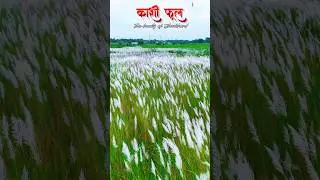 Kashi phool Beauty of Jharkhand ...#chaibasa #jharkhand #beautyofjharkhand #beauty #trending #shots
