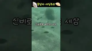 여름차박은 삼척에서! #스타리아캠핑카 #여름차박 #스노클링 #차박지소개