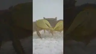 Crab Eats Little Fish | Silent predators