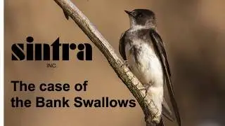 Sintra - The case of the Bank Swallows