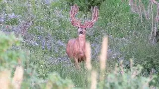 Jake Barnes' High Country Muleys