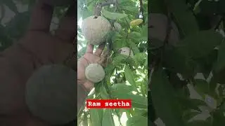 Ram seetha fruit in farmers
