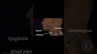 Epiglottis || Function of epiglottis || 3d Animation || #shorts #youtubeshorts #biology