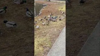 Coot got Knocked down by a Duck and &lsquo;Bullied&rsquo; by another Coot, but He Decided to Take it Easy! 😅😂