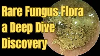 Rare Fungus Flora a Deep Dive Discovery