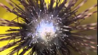 Aristotle&rsquo;s Lantern &ndash; A Philosophical Take on Sea Urchins