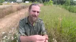 Yarrow Healing Yarrow (Part 2) | Harmonic Arts