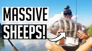 3 Ways To Catch More Sheepshead From A Kayak