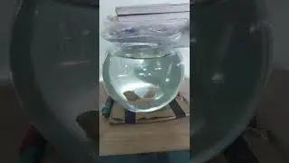 Personal Fish Bowl Rosy Barb Pair checking out new home. #2021 #rosybarb #freshwaterfish #pair #bowl