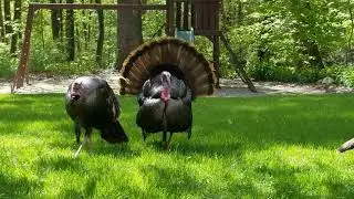 4 Male turkeys displaying for one female(1)