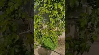 #Forest gardening in Azerbaijan# permaculture #лесосад в Маштагах