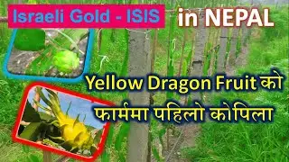 Yellow Dragon fruit in Nepal | ISIS || Israel Gold Dragon Fruit Farming @paradiseagro #paradiseagro