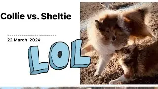 Collie vs. Sheltie  CHASING