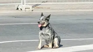 Motorola One Zoom 1080 Sample Video 2