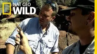 Chasing Monitors | Python Hunters