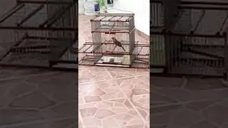 Cardenal norte&ntilde;o