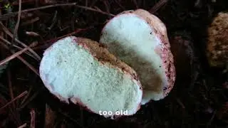 Guess Mushroom (Part 2) - Blushing False Truffle (Rhizopogon rubescens)
