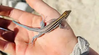 Iguanas galore! Herping southern baja Mexico