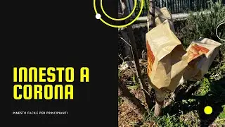 Innesto a corona su pesco