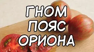 Сорт томата с космическим названием! Томатный гном Пояс Ориона