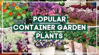 🌺🔥 Instant Garden Glow Up: 7 STUNNING Plants to ROCK Your Container Garden! 🪴