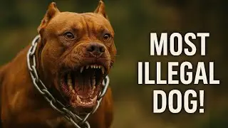 Most Illegal Dog Breeds In Action #wildlife #animals #dogs