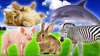 Cute Little Animals - Pig, Cat, Zebra, Dolphin, Rabbit - Animal Moments