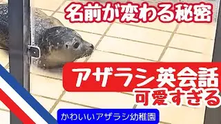 [アザラシ幼稚園]名前が変わる秘密🌟アザラシ英会話２🌟（修正済）