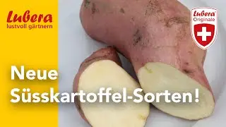 Die 'Thanksgiver'-S&uuml;sskartoffeln: Neue Sorten mit grossem Ertrag f&uuml;r die n&auml;chsten Gartenjahre