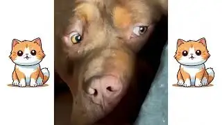 Dogs are afraid of cats
