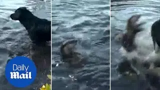Romp of otters prank confused dog playing in the water - Daily Mail