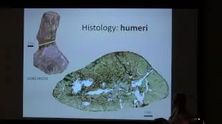 HISTOLOGICAL STUDIES AS THE KEY TO POPULATION ANALYSIS &ndash; THE EXAMPLE OF METOPOSAURUS KRASIEJOWENSIS
