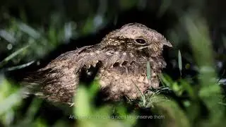 The Enigma of Nightjars - A short documentary film