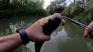 Am PESCUIT la CLEAN cu waders pe Tarnava Mare (part 2)
