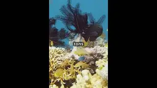 Kiribati: Famous for its atolls and marine biodiversity #fascinatingtidbits