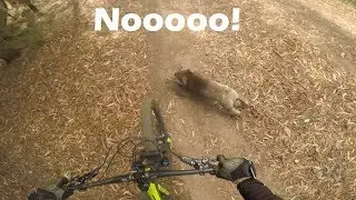 I Hit a Koala Mountain Biking