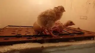 granja ROBVAL eclos&atilde;o finalizada nasceu os 7 pintinhos