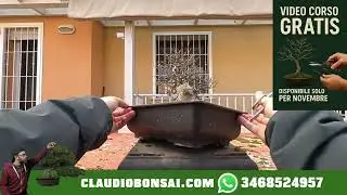 COME METTERE MANO AD UNO SHOHIN DI ACERO TRIDENTE
