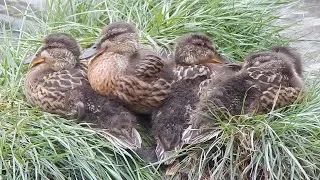 Mallard Ducklings (28 days old) having a peaceful morning (PART & PERSPECTIVE I)