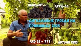 Обзор сигнальных гроздей на прививках 2025 г.