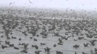 A swarm of Sooty Shearwaters on Monterey Bay feeding with Humpback Whales