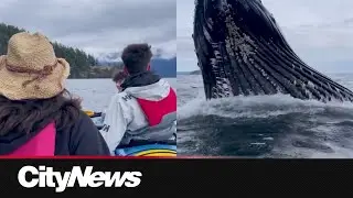Humpback whale seen feeding off coast of Bowen Island