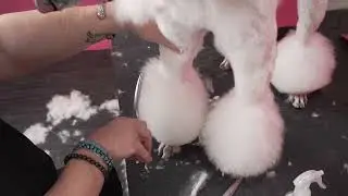 Tips on Setting a Front Poodle Puff