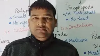 Classification Of Mollusca TGT PGT BIOLOGY By-B.R.Sir