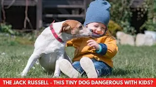 THE JACK RUSSELL - THIS TINY DOG DANGEROUS WITH KIDS?