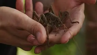 Tipi Nuku Ep3 - New Zealand's giant wētā!
