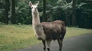 Llama sound effects|who likes Llama?