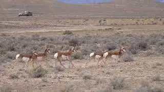 Stock Video - Pronghorn herd running through the Utah wilderness in slow motion