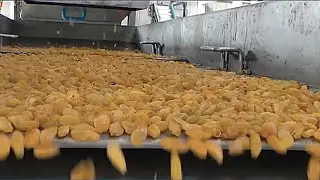 How to make kishmish | Raisin Making Processing Factory