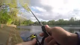 Top water action using ultra light fishing gear #shorts